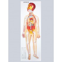 순환계모형(입체식)