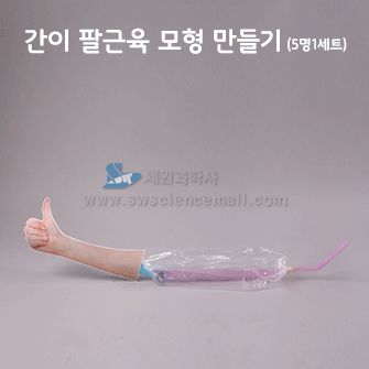 간이 팔근육 모형 만들기(5명1세트)