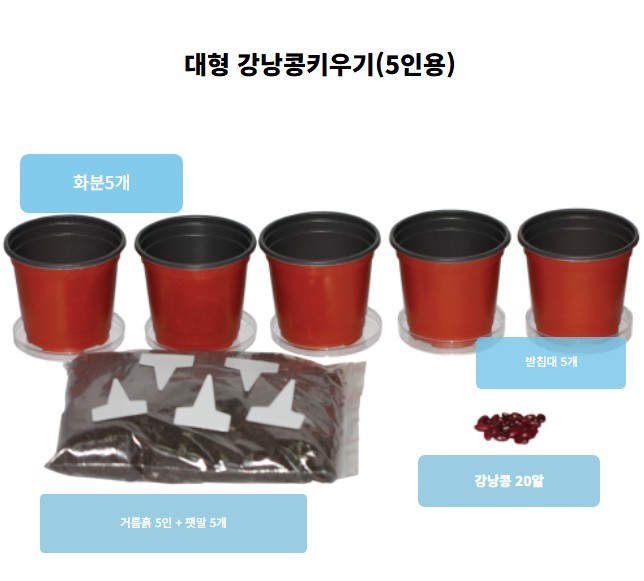 대형 강낭콩 기르기 ( 5인용 )