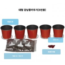 대형 강낭콩 기르기 ( 5인용 )