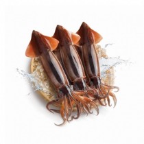 해부용 오징어(1마리)