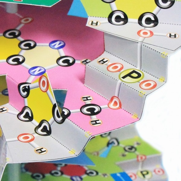 DNA모형제작세트ll Production of DNA Model Kit