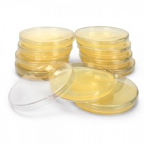 MH Agar Plate