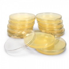 MH Agar Plate