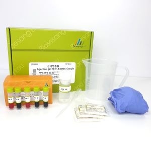 전기영동용 Agarose gel 만들기 & DNA sample(5인용)