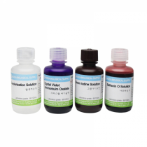 그람염색약세트 BIOZOA