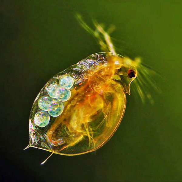 물벼룩 관찰세트 BIOZOA