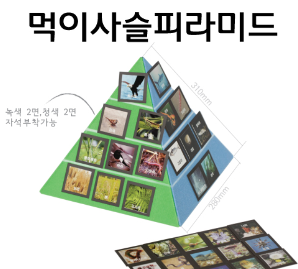 먹이사슬피라미드(입체식)