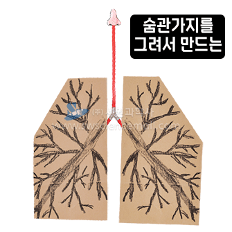 (미래N)호흡기관의구조와기능탐구하기(4명1세트)
